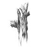 Dieser Baum  [2016]